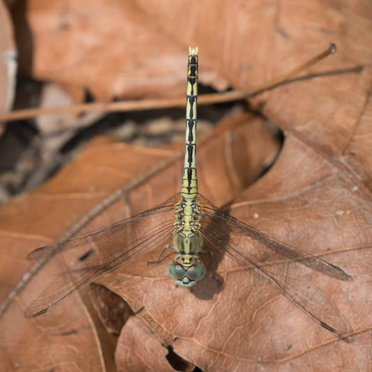 Diplacodes trivialis female.jpg